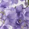 lilac_1